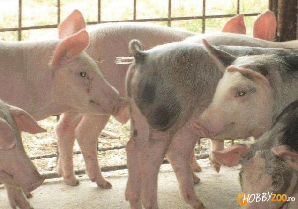 Purcei intarcati rasa de carne