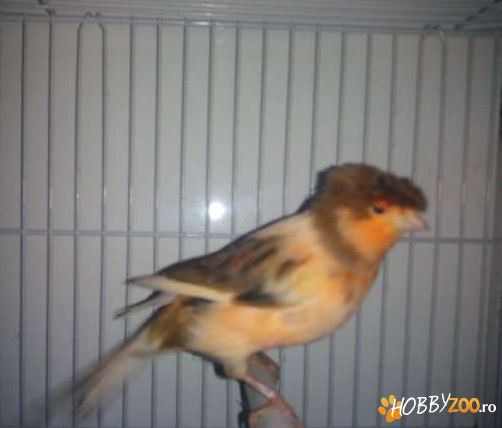 Vand canari extraordinari