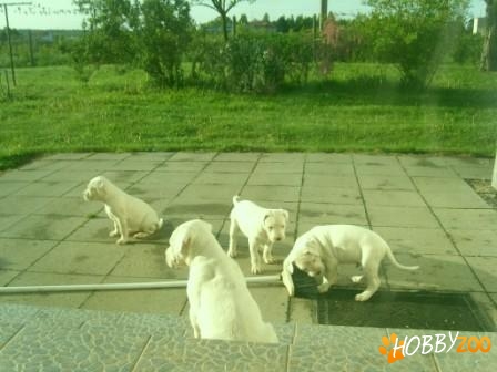 dog argentinian vaccinati