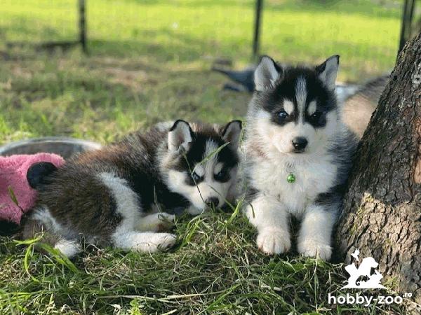 Cățeluși de Husky 