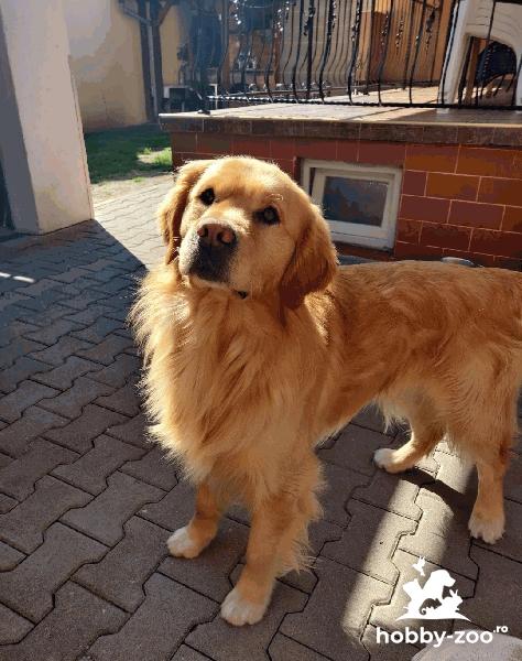 Golden Retriever mascul monta