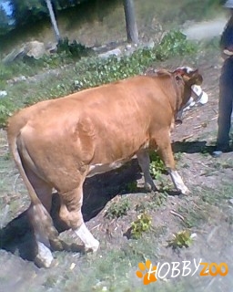 Juninca baltata galbena