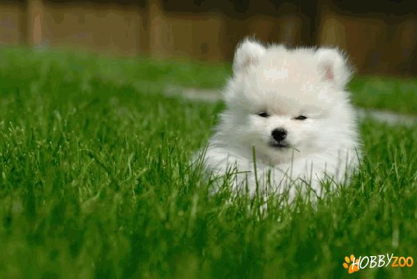 Vand puii de pomeranian alb
