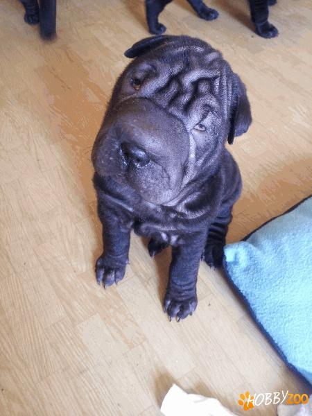 Vand pui shar pei varsta 7 saptamani,cul