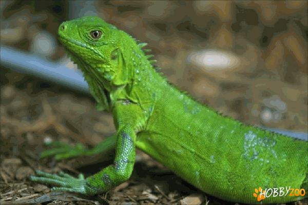 Iguana verde perfect sanatoasa vioaie
