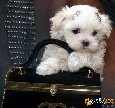 BICHON MALTESE,FRISEE,BOLOGNESE
