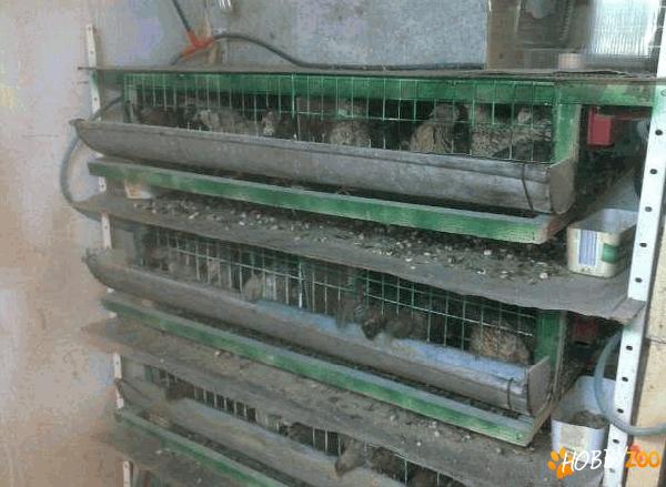 baterie completa prepelite