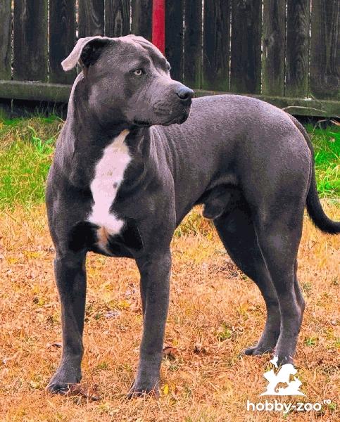 Ofer spre monta mascul Amstaff Blue