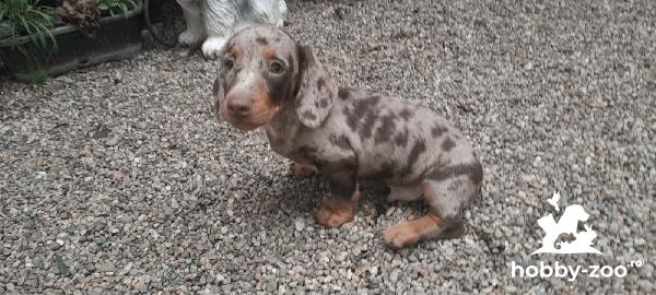 Teckel ciocolatiu si harlequin