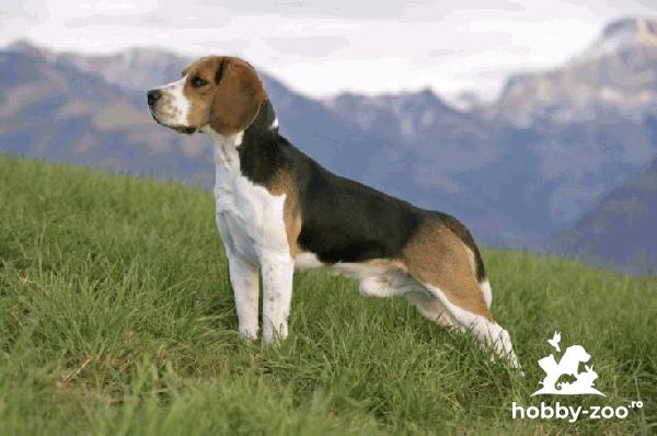Împerechere câine Beagle (Montă)