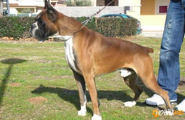 catelusi boxer