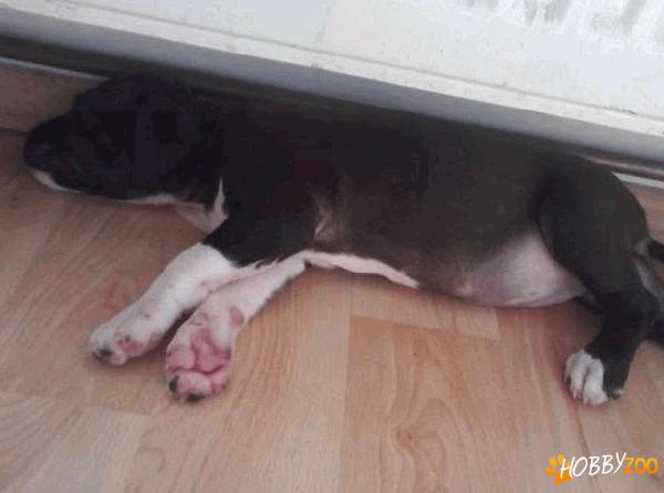 Femela Amstaff tigrata