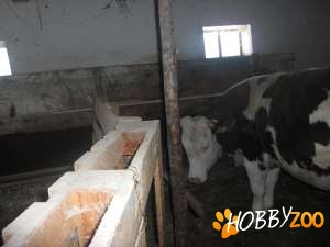 Vanzare Vitica Vaca Junior Junica