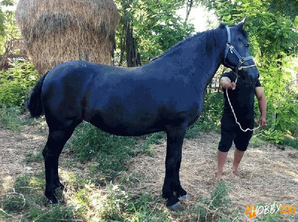 vand iapa neagra 9 ani 700 kg