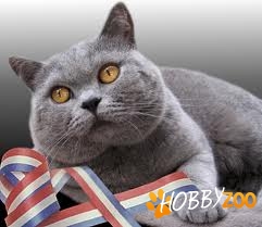 Cumpar pui de pisica British 