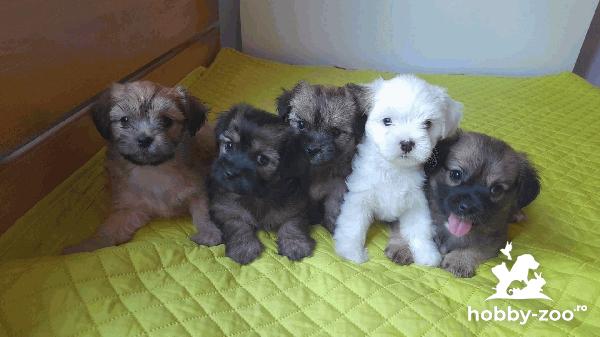 Puii de Bichon Havanez