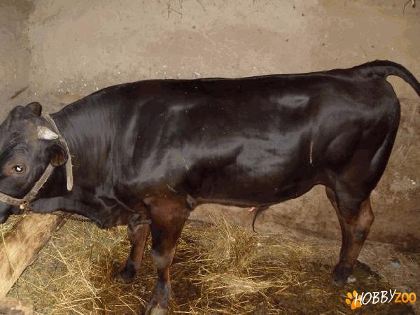 Tauras de rasa Piemontese