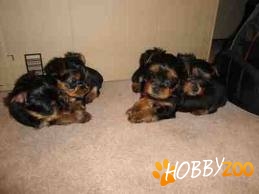 puiuti yorkshire terrier-toy