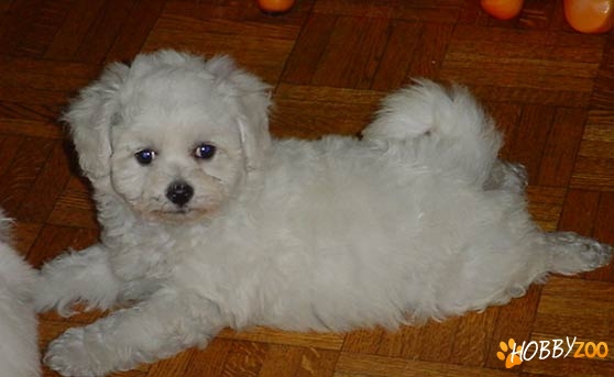 VAND BICHON FRISE