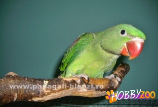 papagali blanzi marele alex