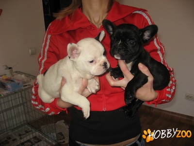Buldog Francez  de vanzare