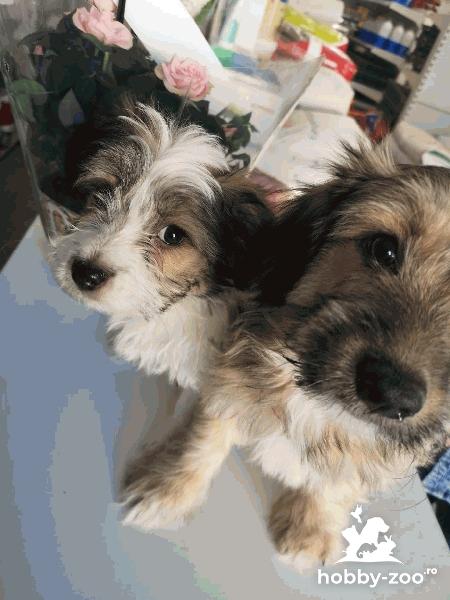 Vand pui bichon havanez