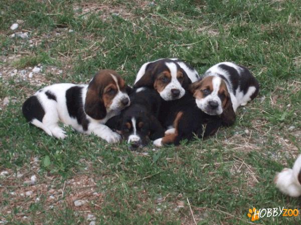 vand catei basset hound