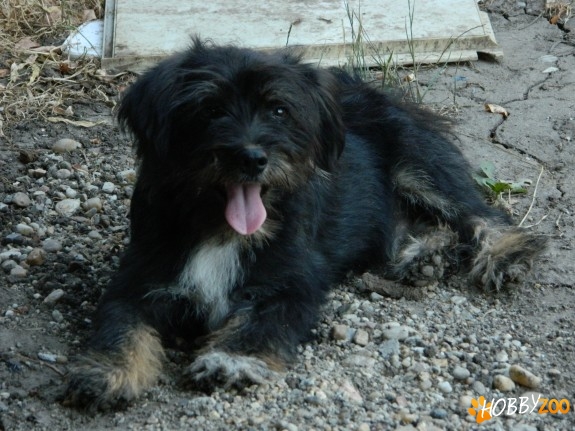 catel bichon sau metis