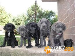 vand catei cane corso
