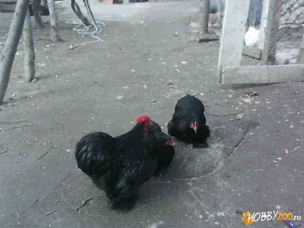 Gaini cochinchina pitic   