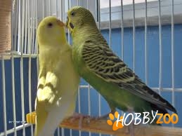 Pereche papagali perusi