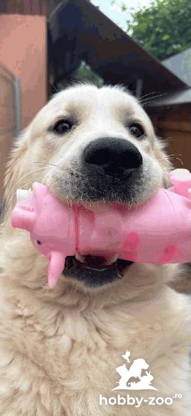 Împerechere golden retriever