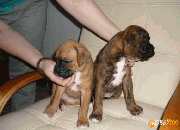 catei boxer rasa pura