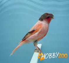 Canari Crested Stafford