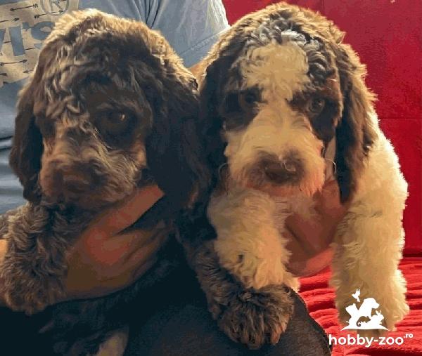 Lagotto Romagnolo de vânzare