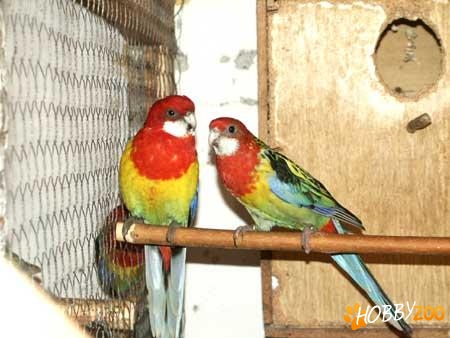  papagali rozela maturi