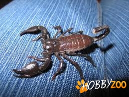Scorpling P Imperator