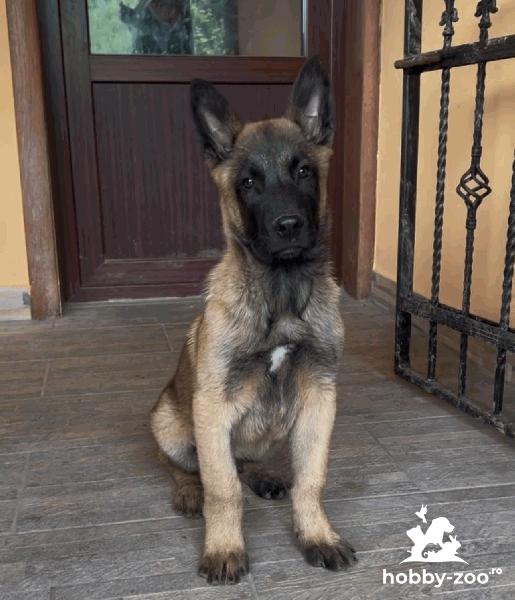 Ciobanesc belgian malinois mascul rasa pura  Pitesti