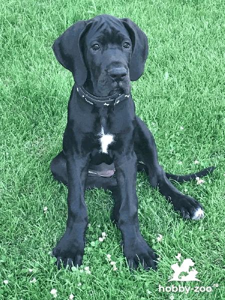 Dog german fetiță neagră adopție