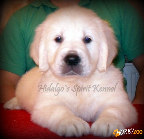 Pui Golden Retriever Hidalgo`s Spirit