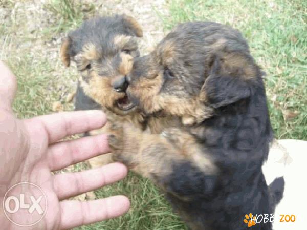 pui welsh terrier cu pedigree