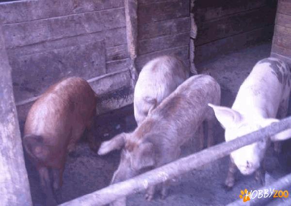 Porci soldani masivi
