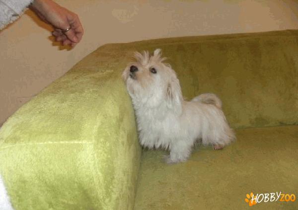 PUI BICHON MALTEZ  MASCUL