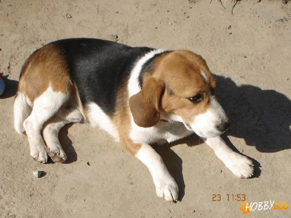 vand beagle tricolor