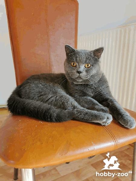 Monta Motan british shorthair blue