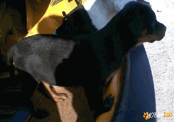 Rottweiler Talie Mare