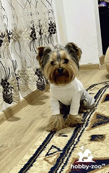 Câine mascul yorkshire terrier