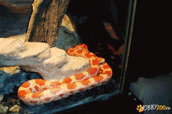 Sarpe de porumb albinos