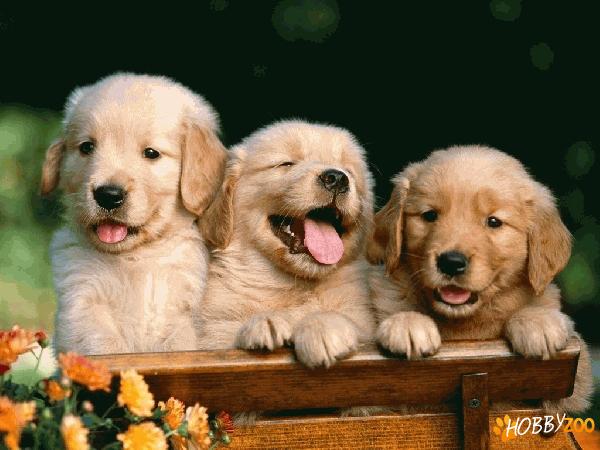 De vanzare Golden Retriever si Labrador 