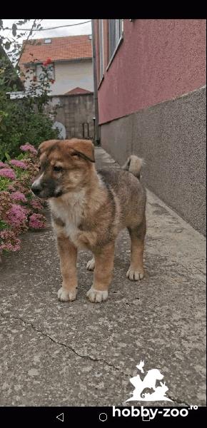 Laika din Siberia de Vest cățeluși